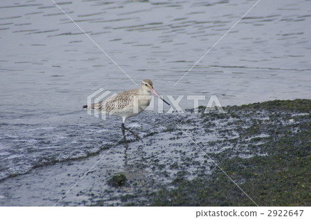 野生鳥類的潮汐 2922647