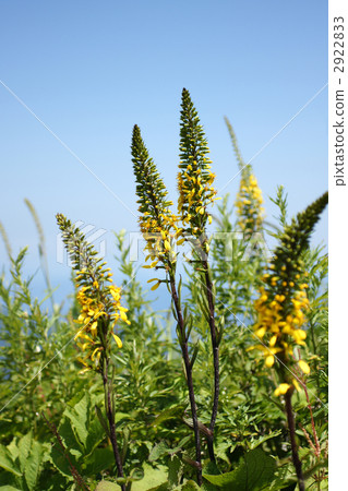 Metakarachou 2922833