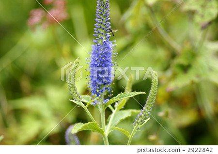 Ruritoranoo Ruritoranoo 2922842