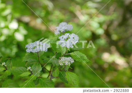 繡球菊 2922880