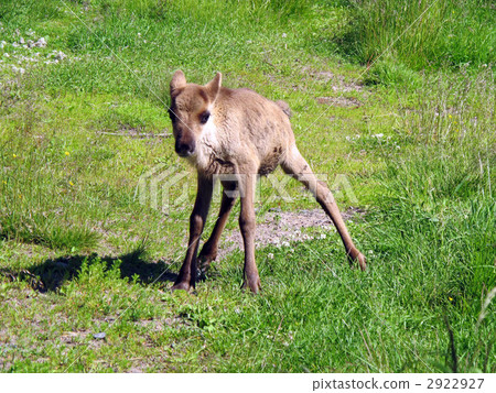 馴鹿寶寶 2922927