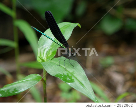 Hagorotorbo Hagorotorbo 2922962