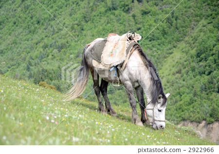 Nabe groove dumpling pot 2922966