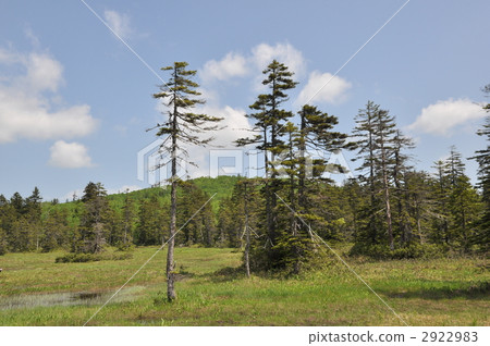 ukishima wetlands, daisetsuzan national park, marsh 2922983
