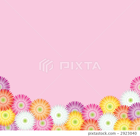 A lot of pink back gerbera 2923040