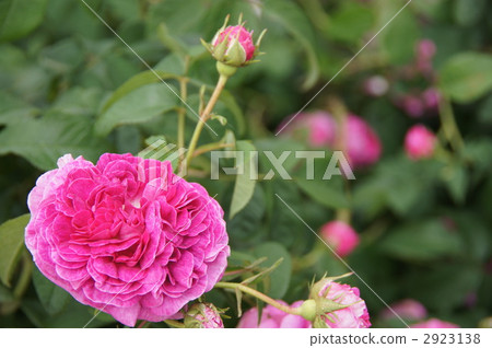 Sakaki Chikumagawa Rose Park Sakaki Chikumagawa Rose Park 2923138