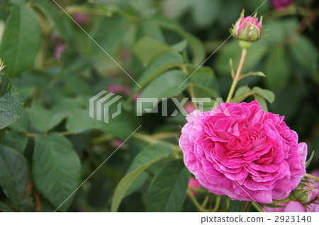 Sakaki Chikumagawa Rose Park Sakaki Chikumagawa Rose Park 2923140