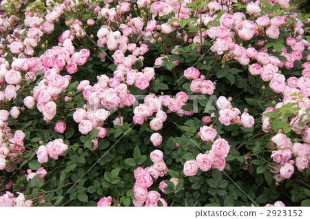 Sakaki Chikumagawa Rose Park Sakaki Chikumagawa Rose Park 2923152