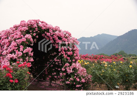 Sakaki Chikumagawa玫瑰園 Sakaki Chikumagawa玫瑰園 2923186