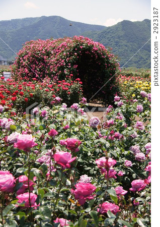 Sakaki Chikumagawa玫瑰園 Sakaki Chikumagawa玫瑰園 2923187