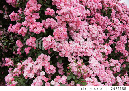 Sakaki Chikumagawa玫瑰園 Sakaki Chikumagawa玫瑰園 2923188