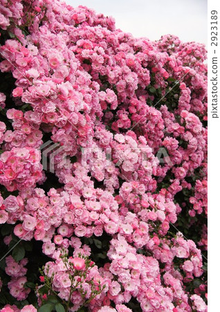 Sakaki Chikumagawa玫瑰園 Sakaki Chikumagawa玫瑰園 2923189