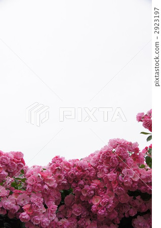 Sakaki Chikumagawa玫瑰園 Sakaki Chikumagawa玫瑰園 2923197