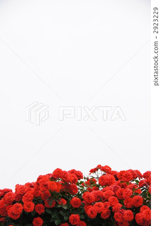 Sakaki Chikumagawa Rose Park 2923229