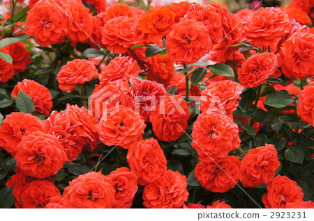 Sakaki Chikumagawa Rose Park Sakaki Chikumagawa Rose Park 2923231