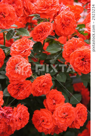 Sakaki Chikumagawa Rose Park Sakaki Chikumagawa Rose Park 2923234