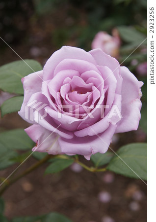 Sakaki Chikumagawa Rose Park 2923256