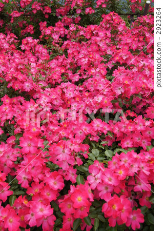 Sakaki Chikumagawa Rose Park Sakaki Chikumagawa Rose Park 2923264