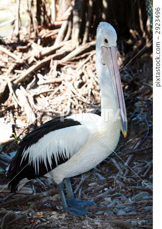 Australian pelicans in the shade of trees Australian pelicans in the shade of trees 2923496