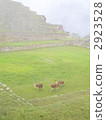 Llama walking in the morning mezzo picchu 2923528