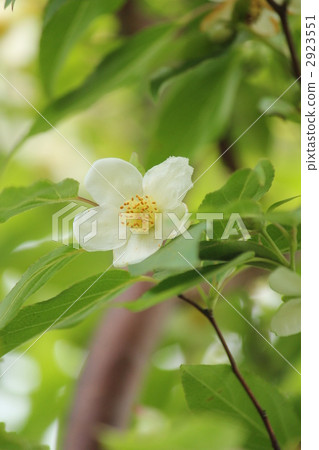 夏天的山茶花 2923551