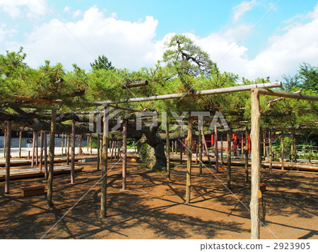 Nenji temple · shadow pine 2923905