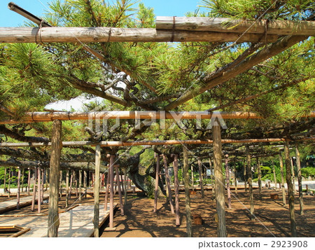 嫩寺·影松 2923908