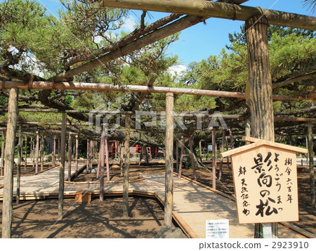 嫩寺·影松 2923910