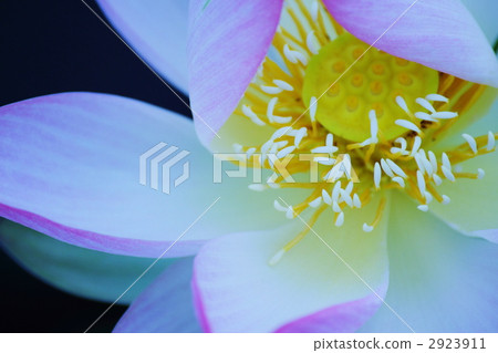 A lotus A lotus 2923911