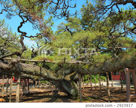 嫩寺·影松 2923917