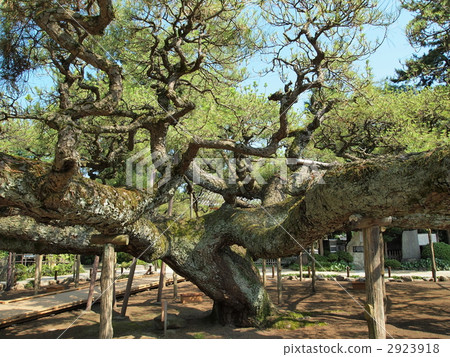 嫩寺·影松 2923918
