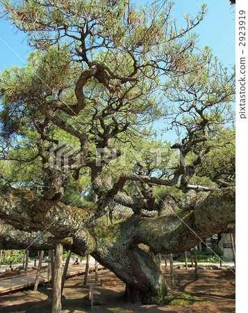 嫩寺·影松 2923919