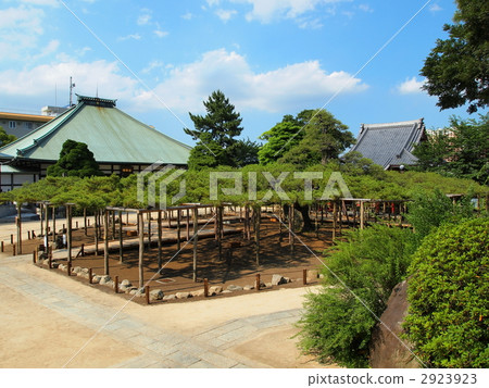 嫩寺·影松 2923923