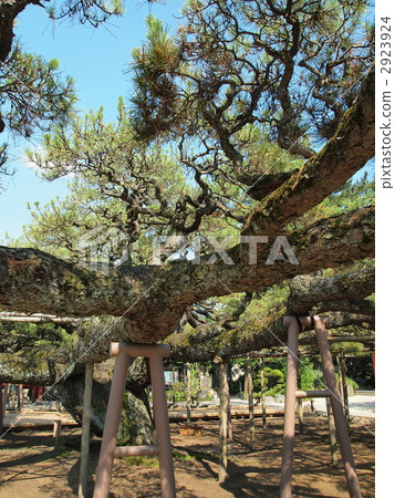 嫩寺·影松 2923924