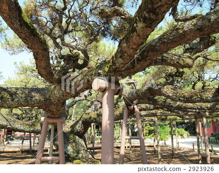嫩寺·影松 嫩寺·影松 2923926