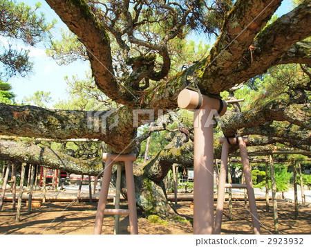 嫩寺·影松 2923932