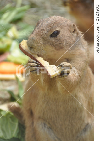Oglo草原土撥鼠(用餐期間) Oglo草原土撥鼠(用餐期間) 2923933