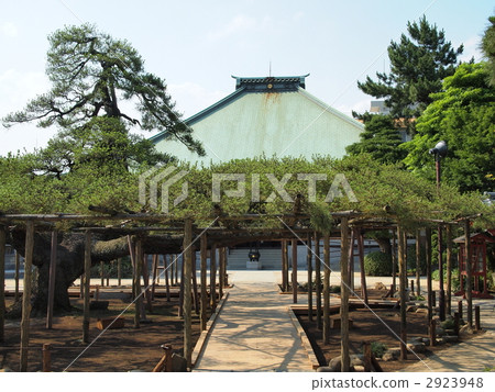 嫩寺·影松 2923948