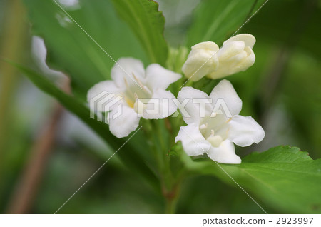 Hakone Saki 2923997