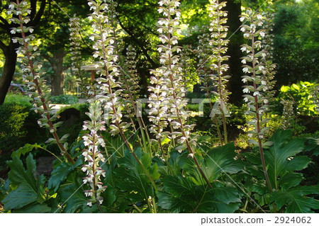 June Acanthus, Morris, Kitsunenomagoidae 06 2924062