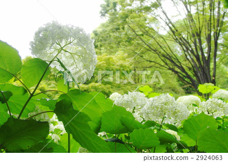 六月繡球(Annabel)·繡球科41 六月繡球(Annabel)·繡球科41 2924063