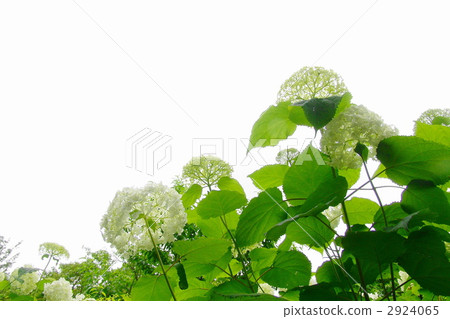 六月繡球(Annabel)·繡球花28 六月繡球(Annabel)·繡球花28 2924065