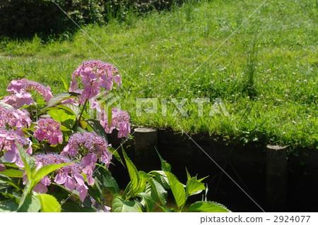六月繡球花·繡球花52 六月繡球花·繡球花52 2924077