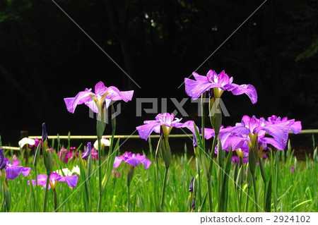 June Hanashaubu Iridaceae 118 June Hanashaubu Iridaceae 118 2924102