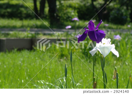 June Hanashaubu Iridaceae 156 2924140