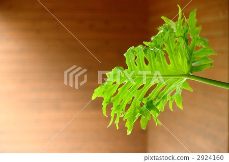 June Leaves Kwaizimo and Taro one 06 2924160