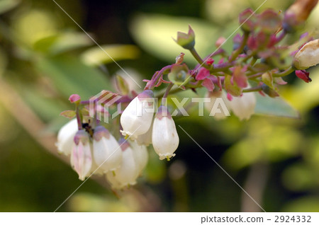 68193 blueberry 2924332