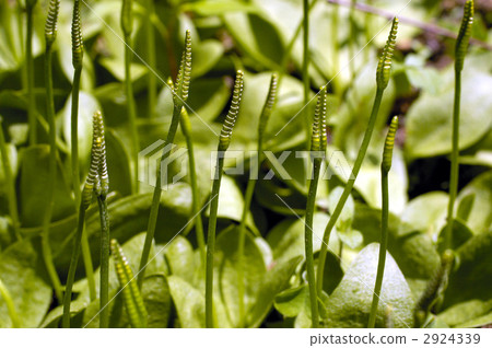 68196 Hanayashi 2924339