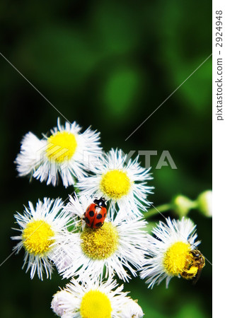 Nana Hoshi Tentou 2924948