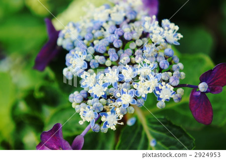 Hydrangea 2924953